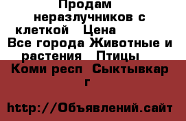 Продам 2 неразлучников с клеткой › Цена ­ 2 500 - Все города Животные и растения » Птицы   . Коми респ.,Сыктывкар г.